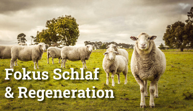 Fokus Schlafregeneration2