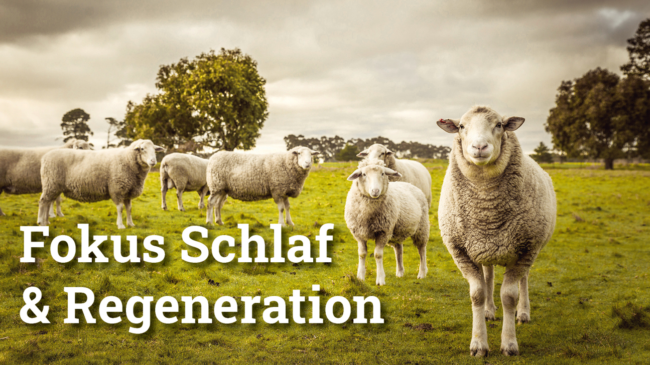 Fokus Schlafregeneration2