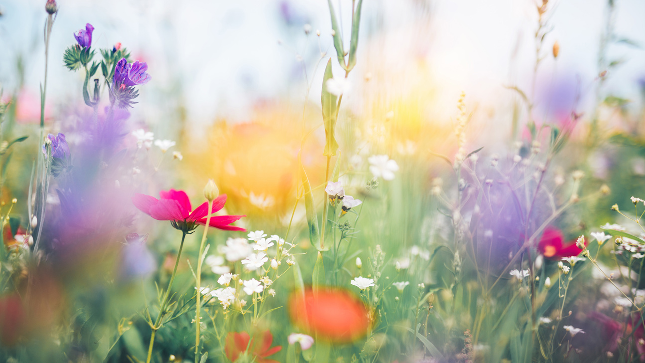 Blumen Wiese Sommer Web