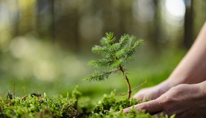 Baum Klein Wald Pflanzen Istock 1466653322 Web