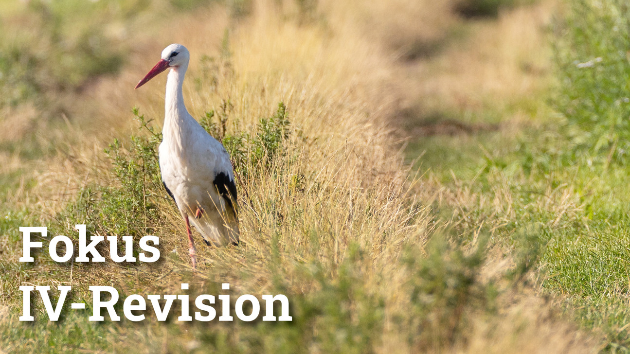 Fokus Ivrevision4
