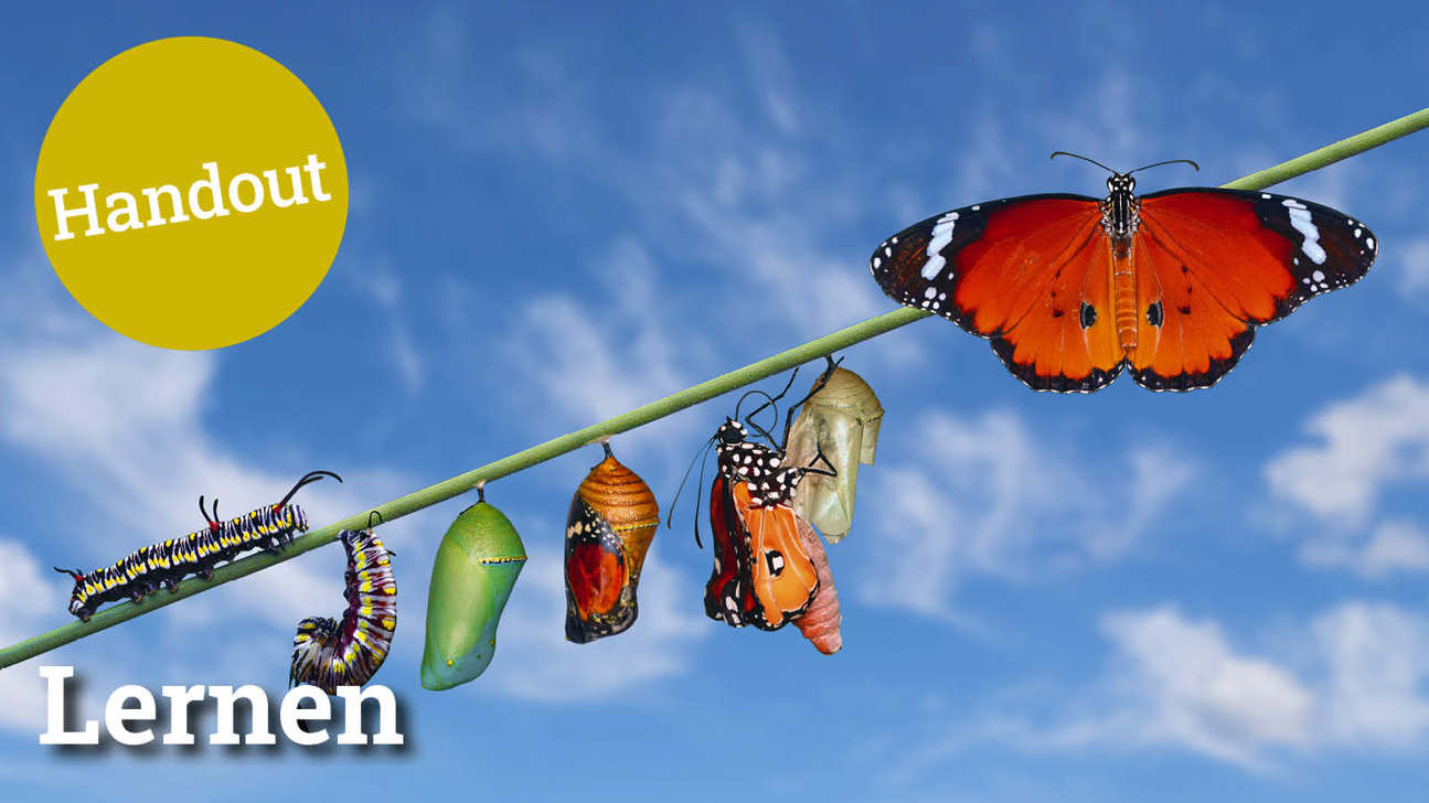 Fokus Lernen5